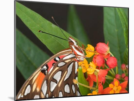 Gulf Fritillary Butterfly on Milkweed Flowers, Florida-Maresa Pryor-Mounted Photographic Print