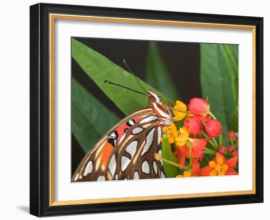 Gulf Fritillary Butterfly on Milkweed Flowers, Florida-Maresa Pryor-Framed Photographic Print