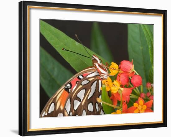 Gulf Fritillary Butterfly on Milkweed Flowers, Florida-Maresa Pryor-Framed Photographic Print