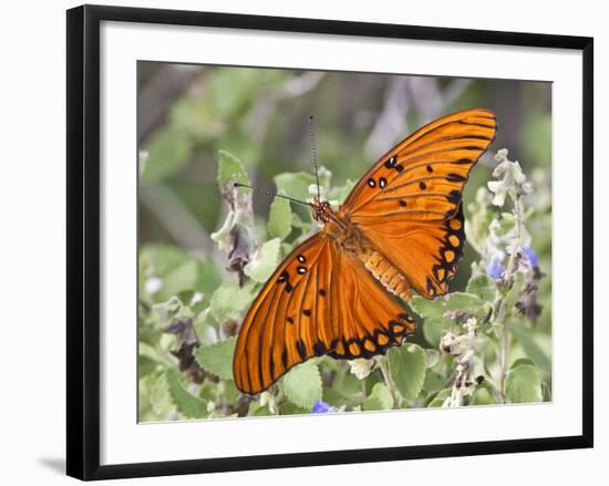 Gulf Fritillary, Texas, USA-Larry Ditto-Framed Photographic Print