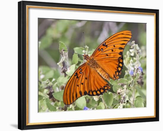 Gulf Fritillary, Texas, USA-Larry Ditto-Framed Photographic Print