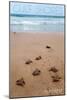 Gulf Shores, Alabama - Sea Turtles Hatching-Lantern Press-Mounted Art Print