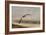 Gull at the Shore-Jai Johnson-Framed Giclee Print