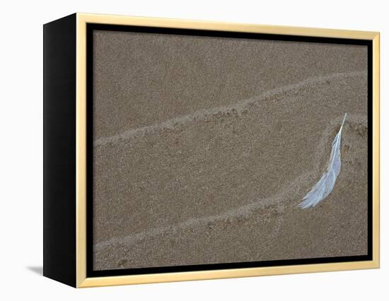 Gull Feather and Wave Lines on Lake Michigan Beach, Michigan, USA-Mark Carlson-Framed Premier Image Canvas