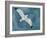 Gull in a Gale I-Grace Popp-Framed Art Print