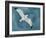 Gull in a Gale I-Grace Popp-Framed Art Print