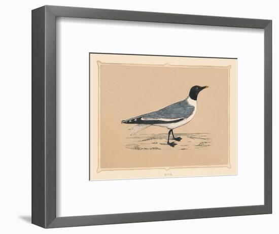 'Gull', (Laridae), c1850, (1856)-Unknown-Framed Giclee Print