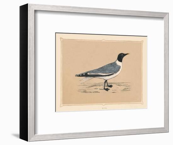 'Gull', (Laridae), c1850, (1856)-Unknown-Framed Giclee Print