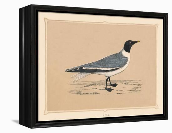 'Gull', (Laridae), c1850, (1856)-Unknown-Framed Premier Image Canvas