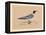 'Gull', (Laridae), c1850, (1856)-Unknown-Framed Premier Image Canvas