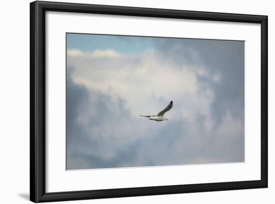 Gull over Paris Landing-Jai Johnson-Framed Giclee Print