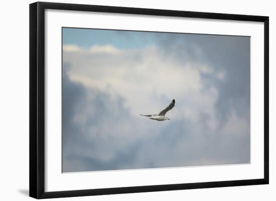 Gull over Paris Landing-Jai Johnson-Framed Giclee Print