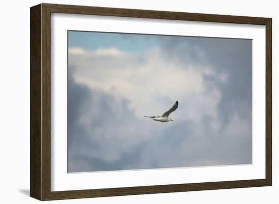 Gull over Paris Landing-Jai Johnson-Framed Giclee Print