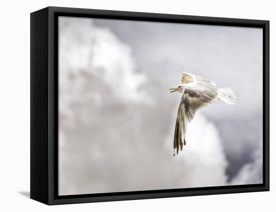 Gull-Stephen Arens-Framed Premier Image Canvas