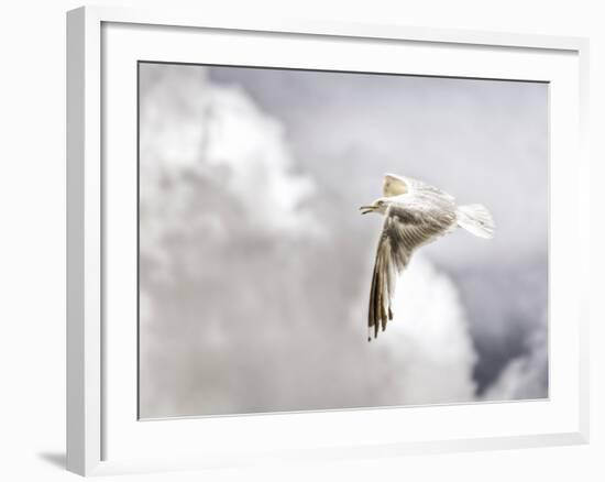 Gull-Stephen Arens-Framed Premium Photographic Print