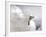 Gull-Stephen Arens-Framed Premium Photographic Print