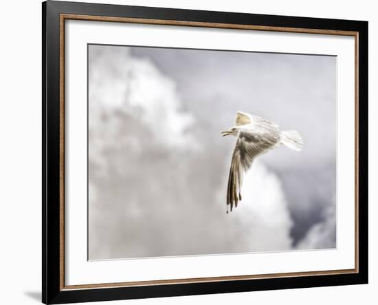 Gull-Stephen Arens-Framed Premium Photographic Print