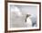 Gull-Stephen Arens-Framed Photographic Print