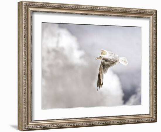 Gull-Stephen Arens-Framed Photographic Print