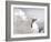 Gull-Stephen Arens-Framed Photographic Print