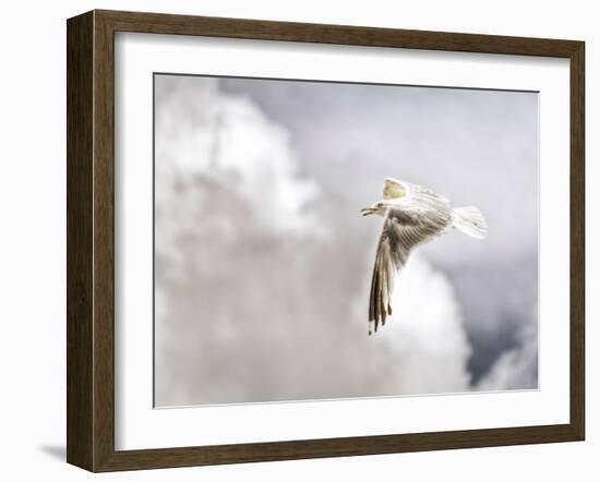 Gull-Stephen Arens-Framed Photographic Print