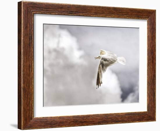 Gull-Stephen Arens-Framed Photographic Print