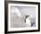 Gull-Stephen Arens-Framed Photographic Print