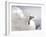 Gull-Stephen Arens-Framed Photographic Print