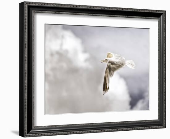 Gull-Stephen Arens-Framed Photographic Print