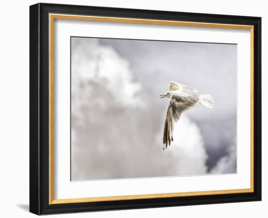 Gull-Stephen Arens-Framed Photographic Print