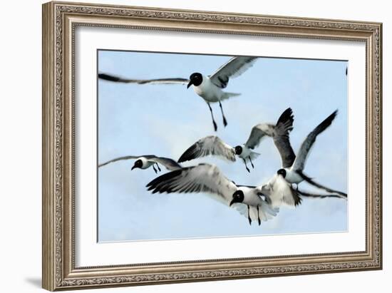 Gulls 1-Alan Hausenflock-Framed Photographic Print