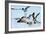 Gulls 1-Alan Hausenflock-Framed Photographic Print