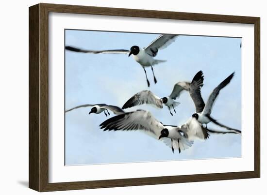 Gulls 1-Alan Hausenflock-Framed Photographic Print