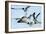 Gulls 1-Alan Hausenflock-Framed Photographic Print