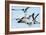 Gulls 1-Alan Hausenflock-Framed Photographic Print