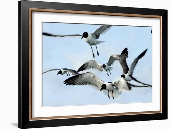 Gulls 1-Alan Hausenflock-Framed Photographic Print