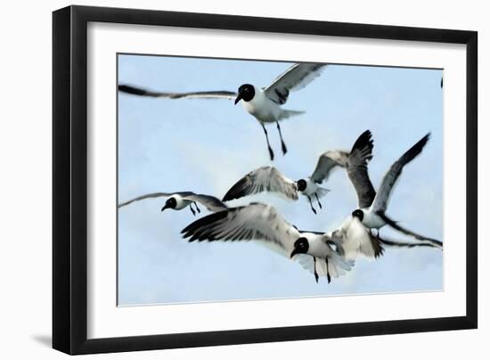 Gulls 1-Alan Hausenflock-Framed Photographic Print