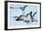 Gulls 1-Alan Hausenflock-Framed Photographic Print