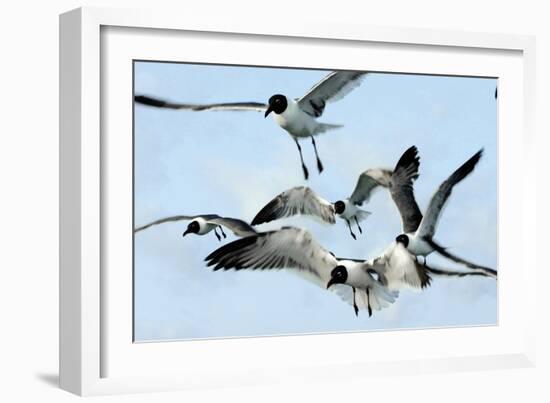 Gulls 1-Alan Hausenflock-Framed Photographic Print