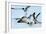 Gulls 1-Alan Hausenflock-Framed Photographic Print