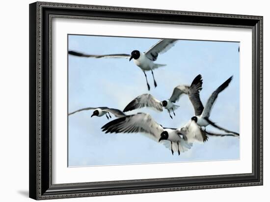 Gulls 1-Alan Hausenflock-Framed Photographic Print