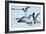 Gulls 1-Alan Hausenflock-Framed Photographic Print