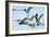 Gulls 1-Alan Hausenflock-Framed Photographic Print