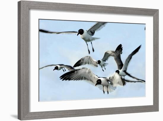 Gulls 1-Alan Hausenflock-Framed Photographic Print