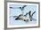 Gulls 1-Alan Hausenflock-Framed Photographic Print