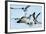 Gulls 1-Alan Hausenflock-Framed Photographic Print