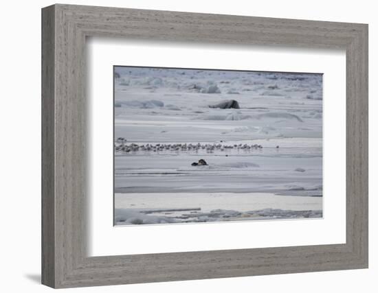 Gulls and Seals on Jokulsarlon Glacier-Niki Haselwanter-Framed Photographic Print