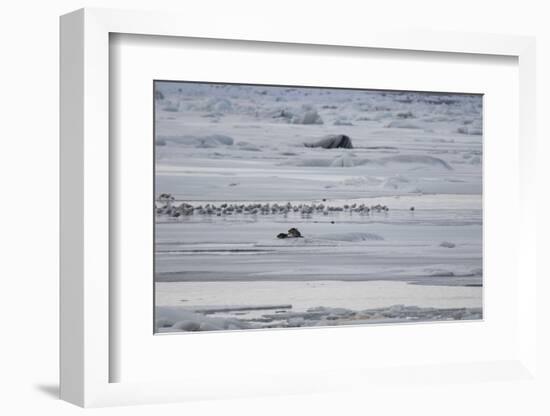 Gulls and Seals on Jokulsarlon Glacier-Niki Haselwanter-Framed Photographic Print