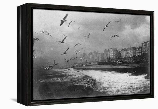 Gulls at Brighton, East Sussex, Early 20th Century-null-Framed Premier Image Canvas