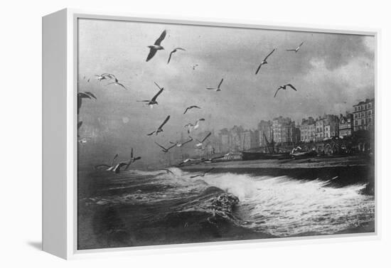 Gulls at Brighton, East Sussex, Early 20th Century-null-Framed Premier Image Canvas